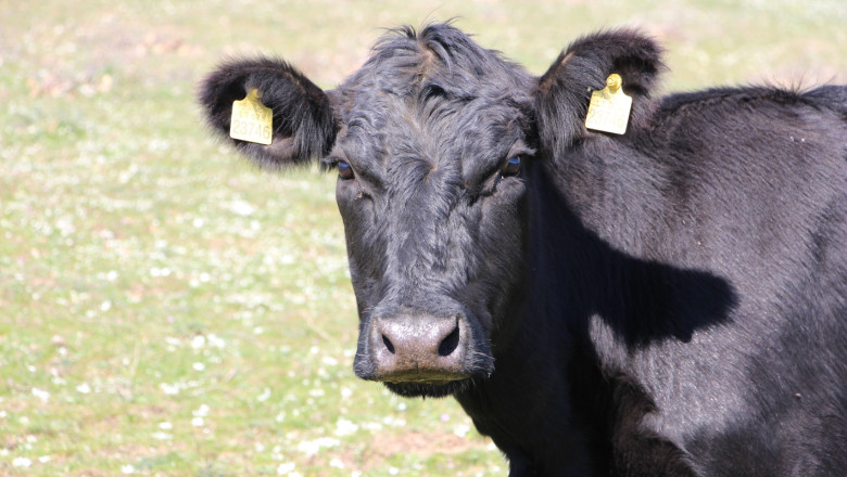 Възможно ли е да отпадне подпомагането на месодайни крави извън развъдни програми?