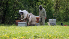 Пчелари, можете да приключвате заявленията си за подпомагане в СЕУ до 2 октомври - Agri.bg