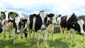Модулираната ставка в говедовъдството се запазва - Agri.bg