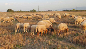 Фермер: Мога да продам овцата си с фактура на частно лице, но не и млякото от нея