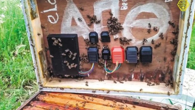 Smartbeeing - системата, която следи кошерите, анализирайки звуците от пчелите