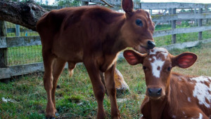 Фермери, доказвате реализираното мляко и животни до 31 октомври