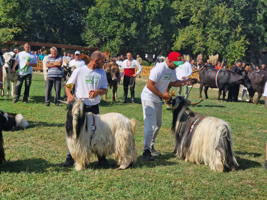 Национално животновъдно изложение в Сливен 2023 - Снимка 4