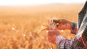 Заради сушата: Влошават се прогнозите за зърнената реколта в Евросъюза