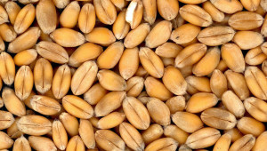 Азиатските вносители се запасяват със зърно