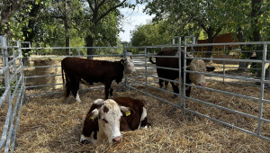 Месодайно говедовъдство: Не ни тревожи предложението за вдигане на процента на реализация на 0,5 - Снимка 4
