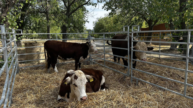 Месодайно говедовъдство: Не ни тревожи предложението за вдигане на процента на реализация на 0,5