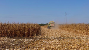 Сушата провали над 8000 дка с царевица в Добруджа