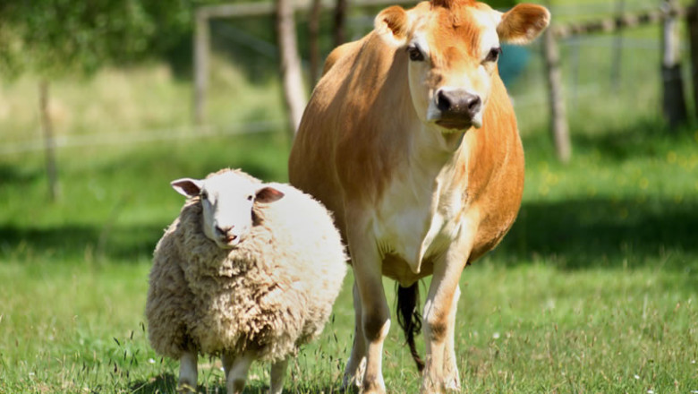 Ясен е бюджетът по преходните помощи за говеда, овце-майки и кози-майки за Кампания 2023