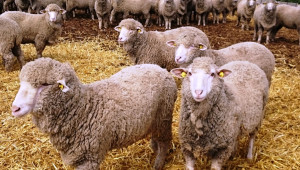Има ли интерес към породата „Североизточната тънкорунна овца“? - Agri.bg