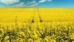 От 1 януари 2024 г.: До 10 000 хектара ниви ще могат да купуват фирмите в Украйна - Agri.bg