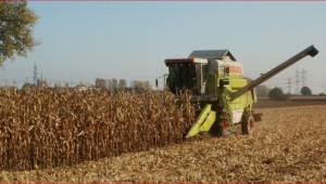 Цените на царевицата падат, европейската реколта е по-голяма от очакваното - Agri.bg