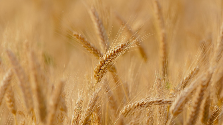 Русия разширява износа на зърно