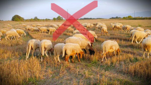 Реален проблем: Ферма с 200 овце е пред фалит - Agri.bg