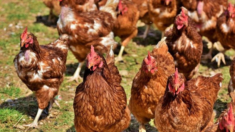 Птичи грип избухна във ферма за кокошки носачки в Пазарджишко