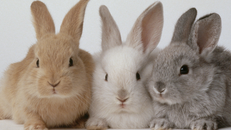 Влияние на високите и ниските температури при отглеждането на зайците