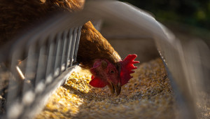 Ново огнище на птичи грип е открито в Пазарджишко
