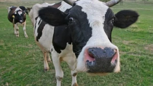 Как се предпазват юниците и кравите от трудни раждания? - Agri.bg
