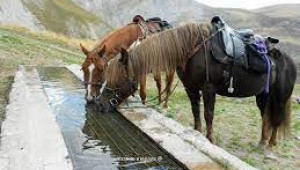 Водата и нейното значение за правилното хранене на конете