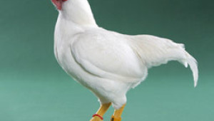 Кокошки Корниш (Cornish) - английска порода за месо - Agri.bg