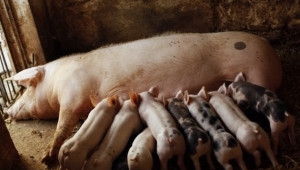 Задоволяване потребностите на прасетата от хранителни вещества чрез майчиното мляко