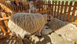 Заслужил майстор по класически културизъм отглежда кози Боер и овце Джейкъб - Снимка 3