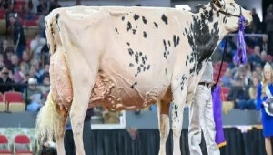 Кравата Шакира - шампионката, която дава 59 кг мляко на ден