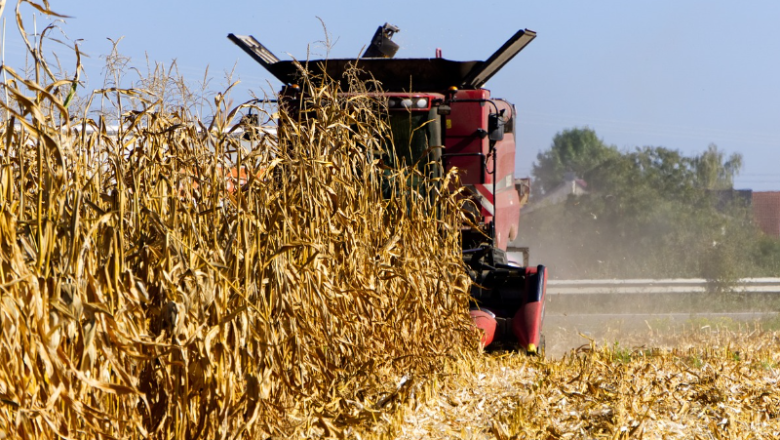 Какво ни казахте: Срив на царевицата в типични за производството й райони