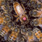 Продавам пчелни майки от 2023 г. - Агро Борса