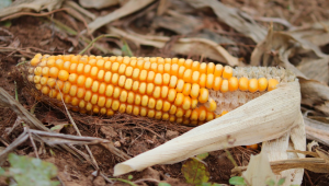 Предопределена ли е съдбата на царевицата?