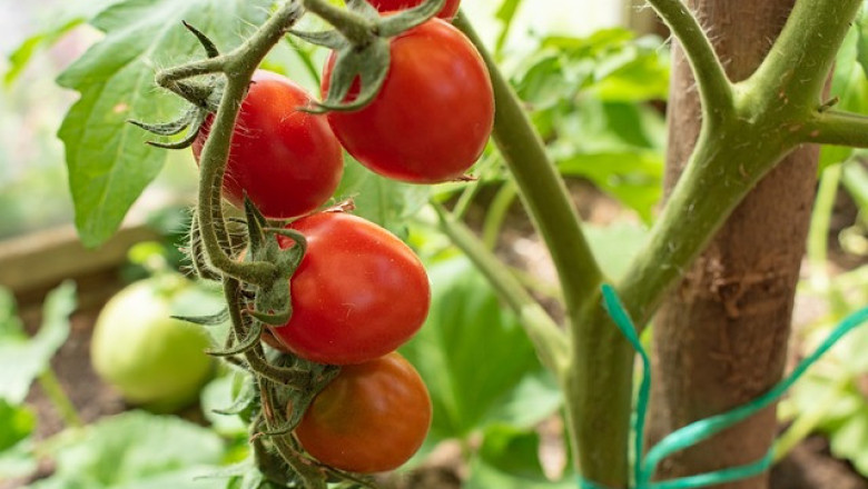 Бизнес идея: Спирулина в оранжерията с домати