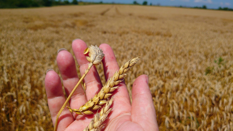 Заради сушата: Няма нито едно покълнало зрънце пшеница