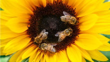 Добрият пример: Фермери, които плащат на пчелари за опрашване, има вече и у нас - Agri.bg