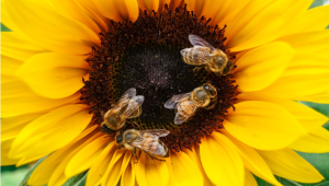 Добрият пример: Фермери, които плащат на пчелари за опрашване, има вече и у нас - Agri.bg