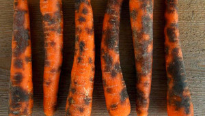 Болните моркови заразяват бързо здравите
