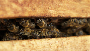 Как протича животът на пчелите през годината?