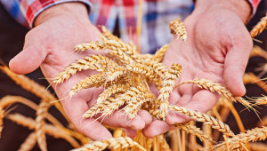 В Черноморския регион се хвалят с прогнози за зърното