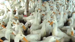 Поредно огнище на птичи грип във ферма с 11 000 патици