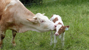 Selma - новата асоциация, която ще защитава европейските животновъди и месо - Agri.bg