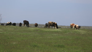 Установена е бруцелоза във ферма със 120 крави и биволи - Agri.bg