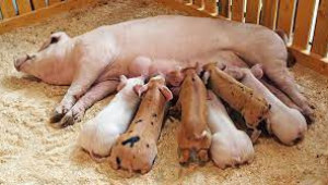 Хранене и грижи за кърмещите свине - Agri.bg