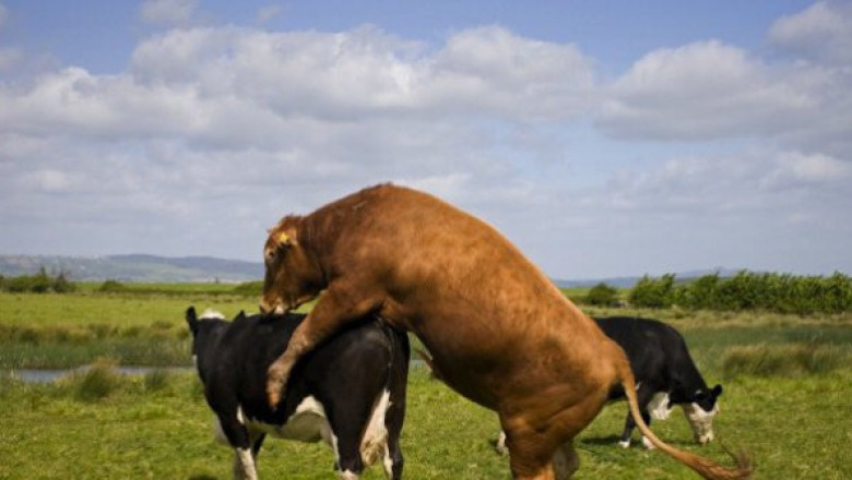 Осеменяване на кравите по време на разгоненост