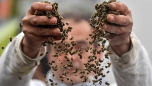Отравяне на пчелите от пестициди и растителна защита