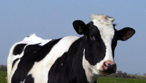 Какви видове аборти има при кравите и юниците? - Agri.bg
