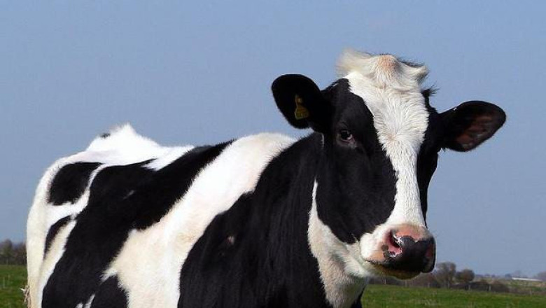 Какви видове аборти има при кравите и юниците?