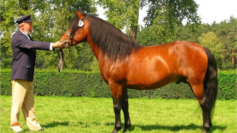 Хуцулска порода коне - за езда и туризъм