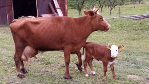 Стопани, контролирайте следродилния период на млечните крави - Agri.bg