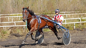 Тренинг и изпитване на рисистите коне - Agri.bg