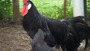 Минорка (Minorca) - порода кокошки за яйца