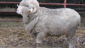 Асканийска тънкорунна овца